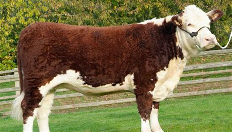 Hereford Cattle Breed – Everything You Need to Know