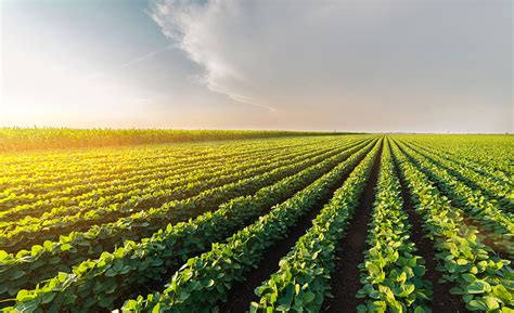 Le soja est-il cultivé pour l'alimentation humaine ou pour l ...