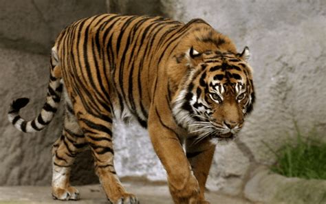 Bali tiger | SciiFii Wiki | Fandom