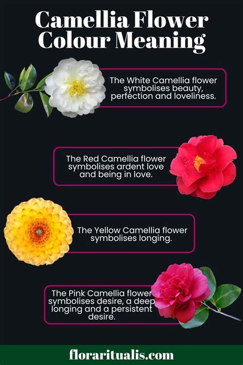 Camellia Flower Colour Meaning | Flower meanings, Camellia flower ...