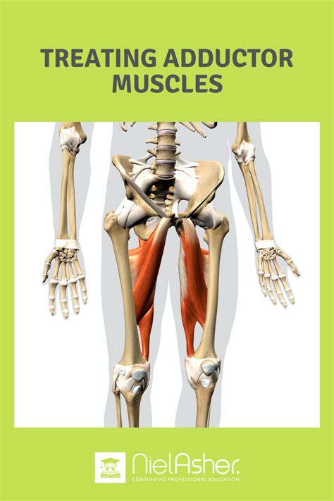 Treating common sports injuries tendinitis of the adductor muscles ...