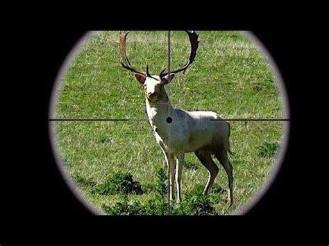 Hunting Fallow deer with 22-250 rifle for venison recovery in NZ # 246 ...