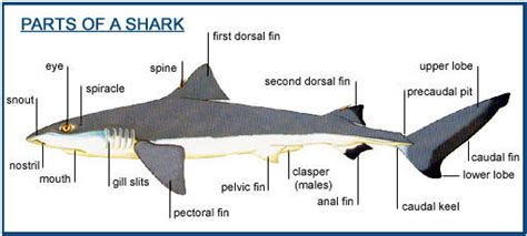 shark parts diagram - NadeanElysia