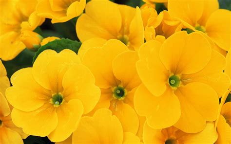 Yellow Flowers Wallpapers - WallpaperSafari