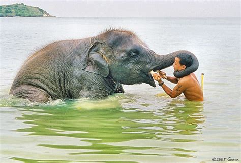 Baby elephant bath | Baby elephant taking a bath in the sea | Guava ...