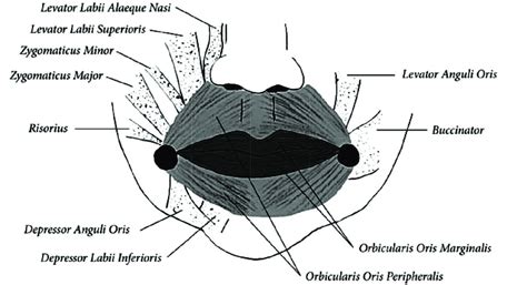 Schematic representation of the muscles determining the shape of the ...