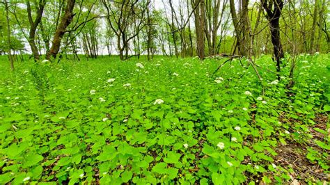 Garlic Mustard Plant Profile: Invasiveness and Identification