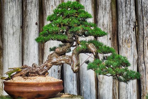 25 Best Bonsai Trees For Beginners That Will Wow Your Friends