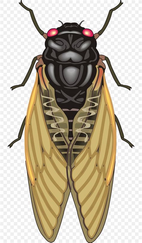 Insect Cicadas Clip Art, PNG, 732x1401px, Insect, Aphid, Arthropod ...