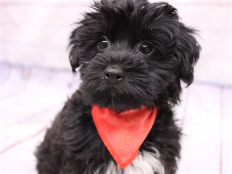 Yorkie Poo Puppy Black w/ White ID:17326 Located at Petland Wichita, Kansas