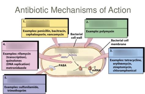 Antibiotic mechanisms of action Diagram | Quizlet