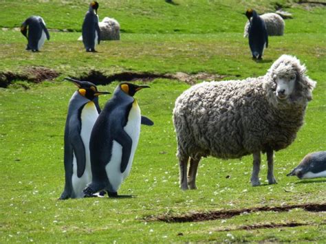 Falkland Islands, home to lots of sheep and penguins ... and very few ...