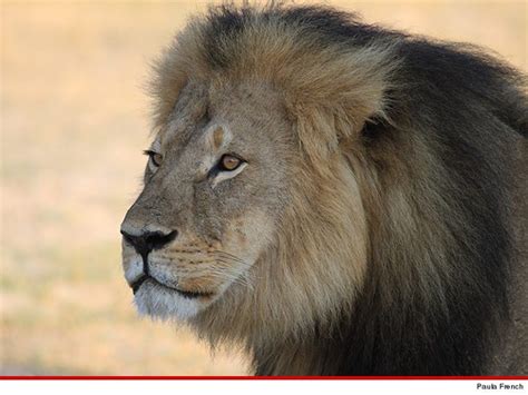 Cecil the Lion -- Bones Will Become a Memorial