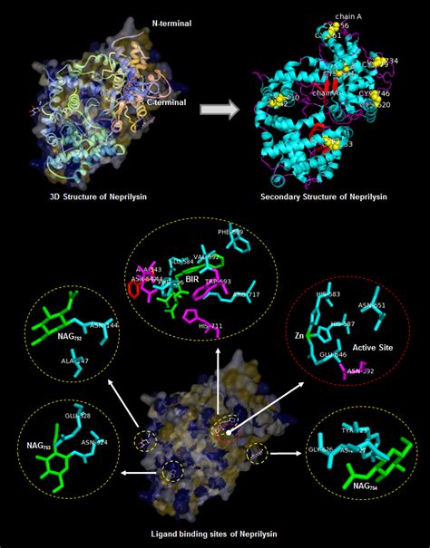 3D architecture of Neprilysin (PDB ID: 1R1H). Secondary structure of ...