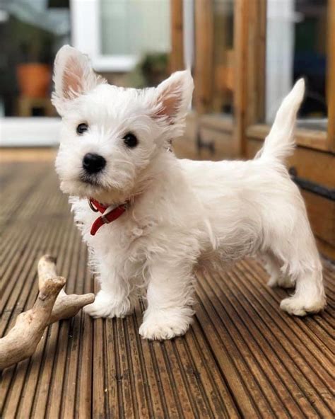 This is my humans favourite photo of me when I was a puppy #westie # ...