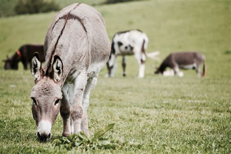 Images Gratuites : mammifère, vertébré, pâturage, herbe, faune, prairie ...