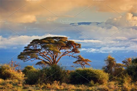 African savanna landscape featuring amboseli, national, and park ...