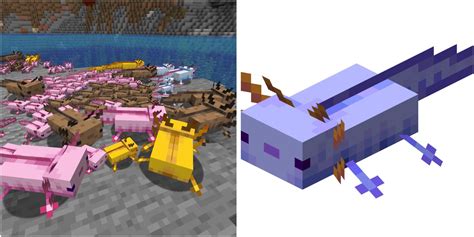 Minecraft: Where To Get A Blue Axolotl