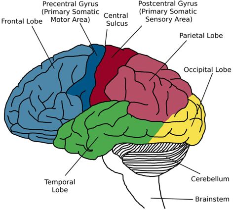 Illustration-identifying-gray-matter-areas-of-the-brain-surface-The ...