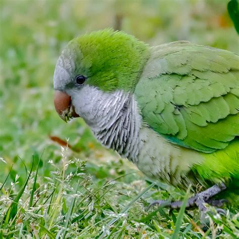 Monk Parakeet | BirdForum