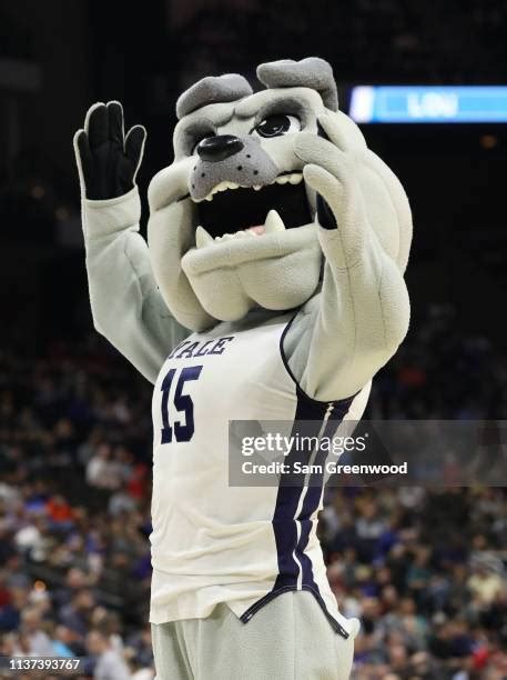 Yale Mascot Photos and Premium High Res Pictures - Getty Images