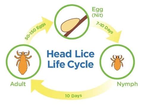 How Long have You had Head Lice? | LCA West Palm Beach Lice Clinics