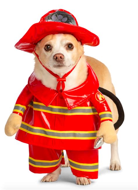 40 Best Dog Halloween Costumes (2021) — Cute Dog Costumes for Halloween ...