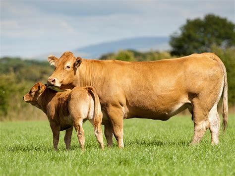 Limousin Cattle – Garrison Limousin