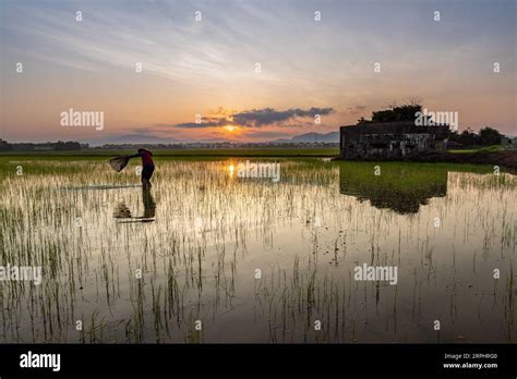 Paddy field during sunrise at Kedah state of Malaysia Stock Photo - Alamy