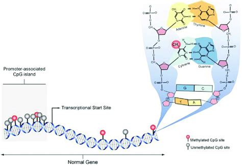 Schematic diagram showing CpG methylation. In the normal cell ...