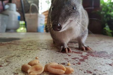 Don't mistake these cute quendas for giant rats | Australia animals ...