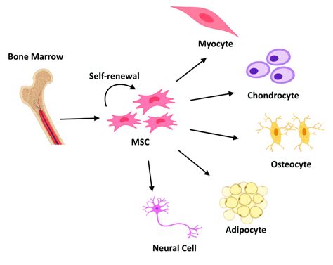 Schematic representation of Mesenchymal Stem Cells (MSCs)... | Download ...