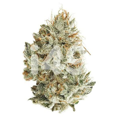 i49 Genetics: GG4 formerly Original Glue Feminized | Leafly