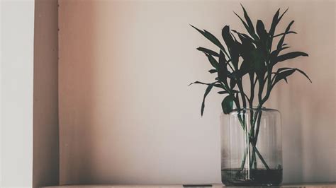 Aesthetic Minimalist Plant Desktop Wallpapers - Wallpaper Cave