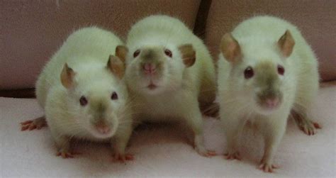 ABCs of Animal World: Unique Breeds of Fancy Rats for Pet