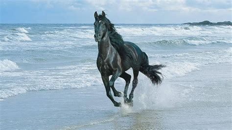 Download Black Running Horse On The Beach Wallpaper | Wallpapers.com