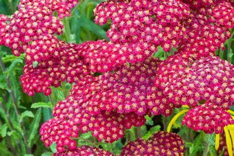 Achillea millefolium 'Red Velvet' (Yarrow)