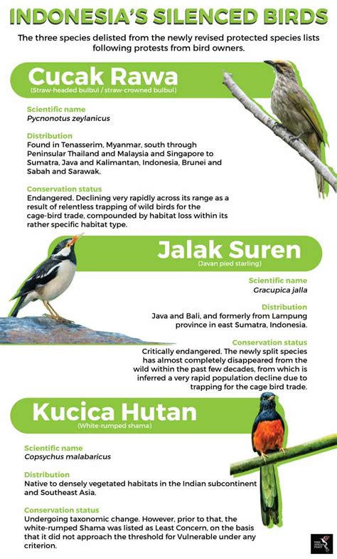 Indonesia’s sacrificial songbirds | The ASEAN Post