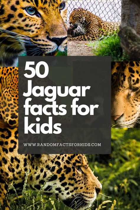 50 Interesting Facts About Jaguars • Random Facts for Kids