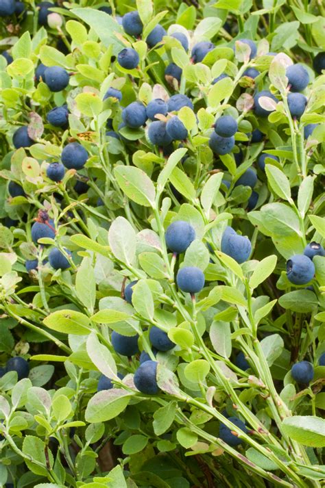 Bilberry facts and health benefits