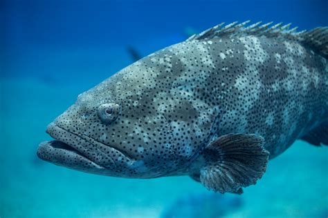 Can You Eat Goliath Grouper? - Fishmasters.com