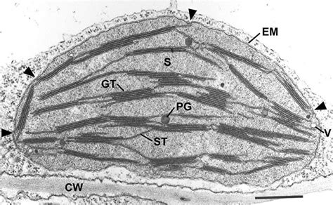 Thin section electron micrograph of a chemically fixed chloroplast in a ...