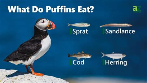 Puffin - A-Z Animals