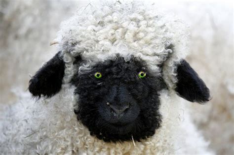 Something you will never see | Valais blacknose sheep, Sheep breeds, Sheep