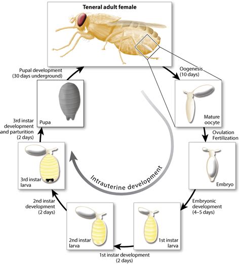 Tsetse Fly Life Cycle