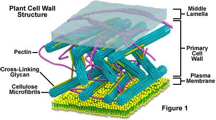 Cell Wall - Cell Organelles