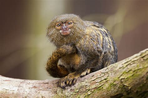 What are the smallest monkeys and primates in the world? - Discover ...