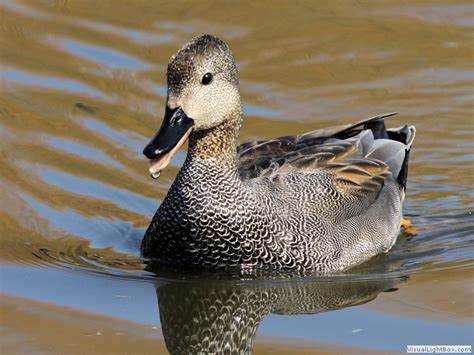 Identify Gadwall - Duck - Wildfowl Photography.