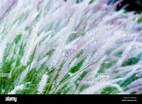 native xeriscape landscaping in downtown Phoenix, Arizona Stock Photo ...