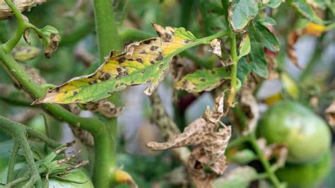 How to stop Tomato Blight the Right Way!